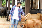 Filename=Brindavanam_009.jpg
Filesize=236KiB
Dimensions=1000x665
Date added=Apr 03, 2014 Brindavanam_009.jpg