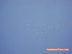 Filename=YG-Live-110.jpg
Filesize=35KiB
Dimensions=700x525
Date added=Apr 03, 2014 YG-Live-110.jpg